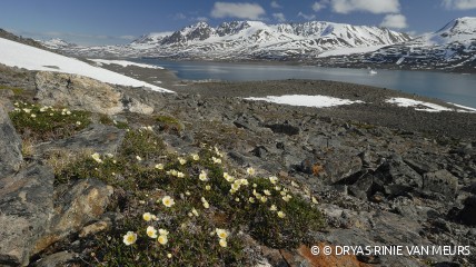 NIEUW - Het witte noorden. Een verkenning van Arctica